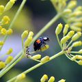 Le fenouil très apprécié en cuisine et des insectes