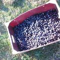La cueillette des olives