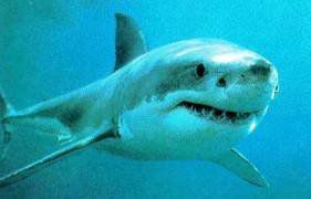 Les 10 especes les plus en voie de disparition: 1.Le grand requin blanc