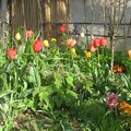 Que de belles tulipes en ce jardin !