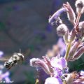 L'indispensable abeille en plein travail de pollinisation