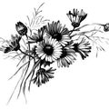 marguerites