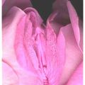 Clitoris en fleur