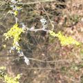  Le lichen sur les branches , haut en couleurs !