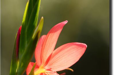 SCHIZOSTYLIS