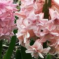 Forçage des jacinthes pour une floraison en décembre