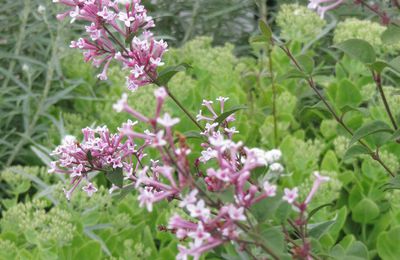 Lilas à double floraison 