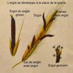 L'ergot de seigle et la sorcellerie 