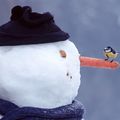 Le Gentil Bonhomme de Marissa