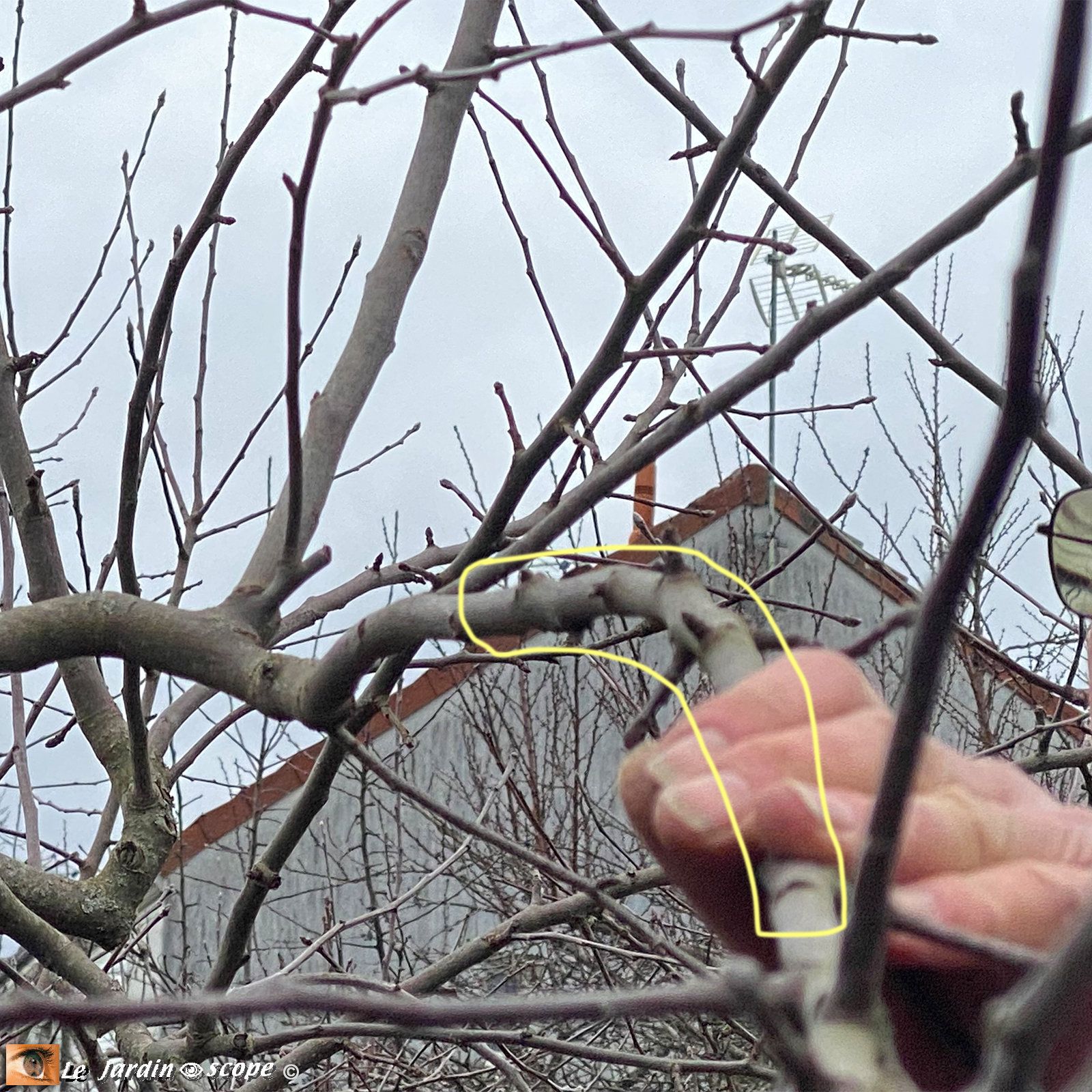 Taille des fruitiers à pépins