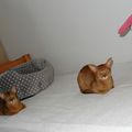 ♥ Mes abyssins ♥