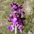 Orchis bouffon