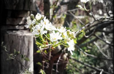 FLEURS ET ETOILES...Extrait