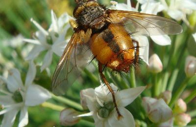 Diversité insectes sur ciboule chinoise