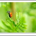 COCCINELLE