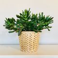 Crassula ovata