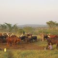 Nshenyi village : la traite du matin