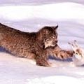 Dans les plaines du Canada,le Lynx duCanada