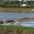 Un week end à Noirmoutier -1- les marais 