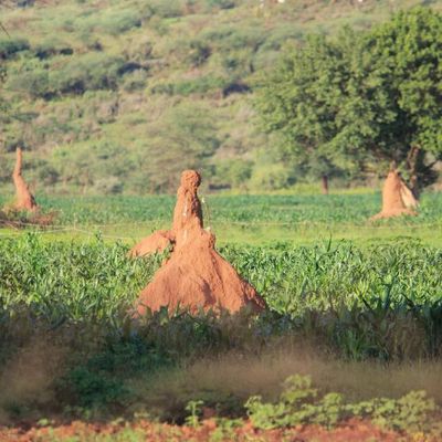 J7 : Lac Nakuru (27/07)