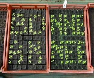 Bonne année 2015...