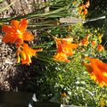 Autres fleurs oranges