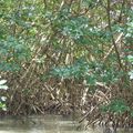 Mangrove de la baie de Génipa