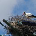 Cigogne en Vendée