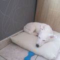 DIY coussin pour chien 