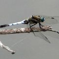 Orthetrum albistylum (Selys, 1848)