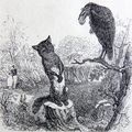 Le Corbeau et Le Renard - Fable de Jean de La Fontaine