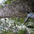 Northland - Kauri Forest