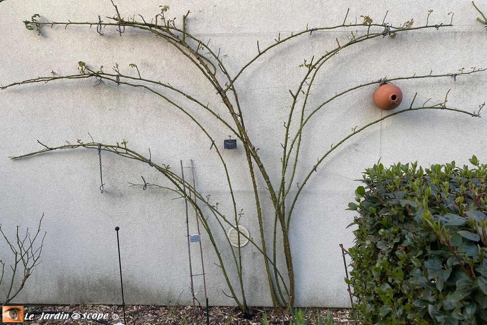 Taille et palissage d'un rosier grimpant