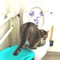 Moi, Counille, quand je vais aux toilettes