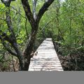 Mangroves abandonnées