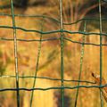 "… j'attends le printemps derrière mon voile en dentelle de Calais"