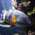 L'aquarium de La Rochelle