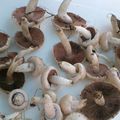 agaricus campester