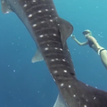 Requin-baleine : de très belles images d'Ocean Ramsay nageant avec un requin-baleine