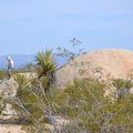 Joshua National Park (2), Californie