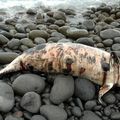 Un cachalot nain échoué à l'île de La Réunion