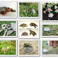 Des tortues de toutes les couleurs