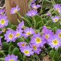 Mars et les prémices du printemps dans mon jardin...
