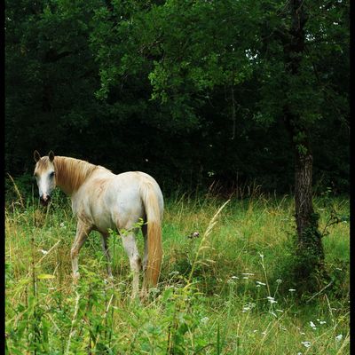Des airs de Campagne