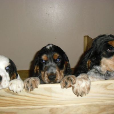 9 Semaines 1/2 , Fanni et Feddo nous ont quittés