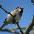 Moineau domestique