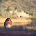 Petit à petit, entrer dans l'hiver. Ne pas se