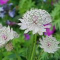 Astrantia major