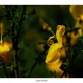 Genêts en fleurs en Brocéliande