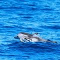 Encore une sortie dauphins